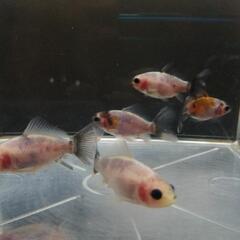 ☆寿恵廣錦 4.5-5.5cm前後 5匹 の画像