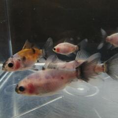 ☆寿恵廣錦 4.5-5.5cm前後 5匹 の画像