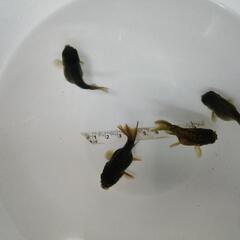 ☆黒らんちゅう②  5.0cm前後 4匹 の画像