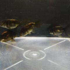 ☆黒らんちゅう②  5.0cm前後 4匹 の画像