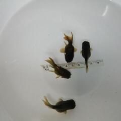 ☆黒らんちゅう②  5.0cm前後 4匹 の画像