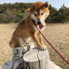 里親募集