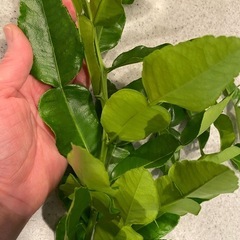 コブミカンの葉の画像