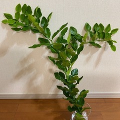 コブミカンの葉の画像