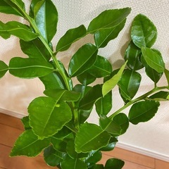 コブミカンの葉の画像
