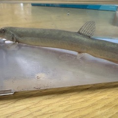 どじょうの画像