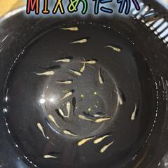 MIXめだか 稚魚 10匹の画像