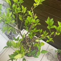 レモンの木の画像