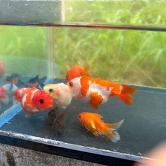 金魚の里親募集の画像