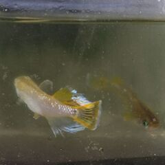 フロマージュ　メダカ　上物種親　現物　２匹の画像