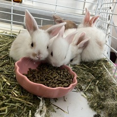 【交渉中】うさぎの赤ちゃん🐰令和7年7月7日生まれ