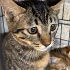 生後４ヶ月の男の子🐾困り顔のオリリン