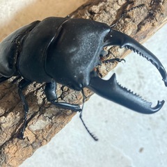 パラワンオオヒラタ100の画像