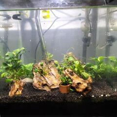 熱帯魚ADA30水槽セットの画像