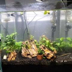 熱帯魚ADA30水槽セットの画像