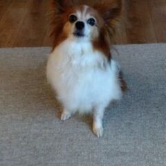 パピヨン🐕12歳男の子です！