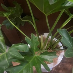 観葉植物　セロームの画像