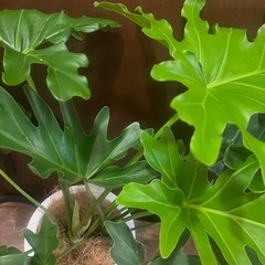 観葉植物　セロームの画像