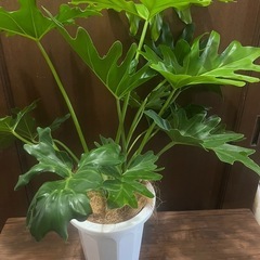 観葉植物　セロームの画像