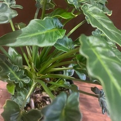 観葉植物　クッカバラの画像
