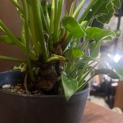 観葉植物　クッカバラの画像