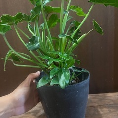 観葉植物　クッカバラの画像