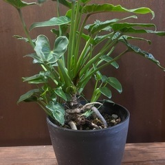 観葉植物　クッカバラの画像