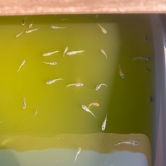 メダカ10匹の画像