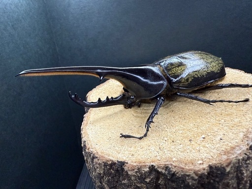 （売切れ）ヘラクレスオオカブト 成虫ペア ♂137.8mm×♀67.8mm 大型血統