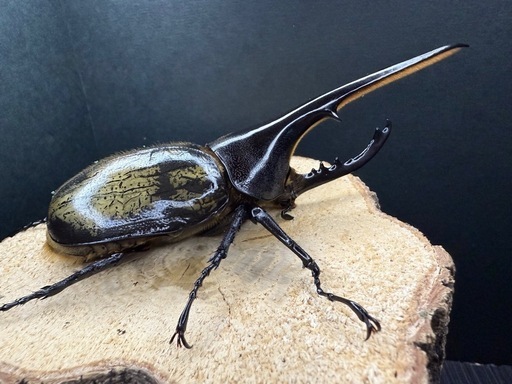 （売切れ）ヘラクレスオオカブト 成虫ペア ♂137.8mm×♀67.8mm 大型血統