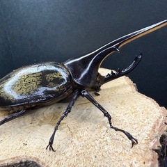 ヘラクレスオオカブト 成虫ペア ♂137.8mm×♀67.8mm 大型血統の画像