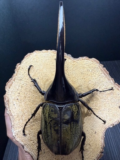 （売切れ）ヘラクレスオオカブト 成虫ペア ♂137.8mm×♀67.8mm 大型血統