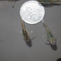 メダカ　フロマージュ若魚　４ペア＋2匹　産卵中の画像