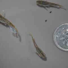 メダカ　フロマージュ若魚　４ペア＋2匹　産卵中の画像