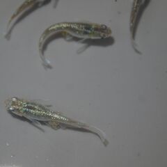 メダカ　フロマージュ若魚　４ペア＋2匹　産卵中の画像