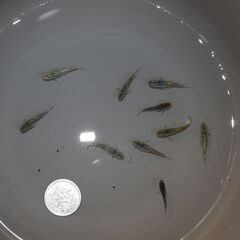 メダカ　フロマージュ若魚　４ペア＋2匹　産卵中の画像