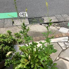 きんみずきの画像