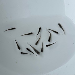 メダカ　オロチ　若魚　１０匹から〜❗️ めだかの画像