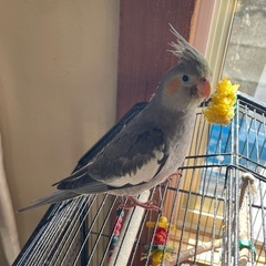 インコが逃げました