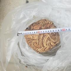 蜂の巣　4点セット　蜂　魔除け　縁起物　の画像