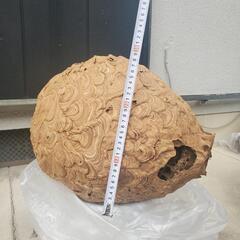 蜂の巣　4点セット　蜂　魔除け　縁起物　の画像