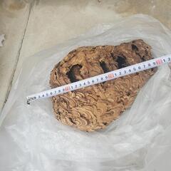 蜂の巣　4点セット　蜂　魔除け　縁起物　の画像