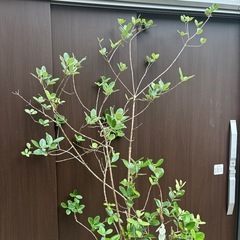 【取りに来てくださる方限定】フェイジョア 樹高約200cmの画像