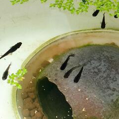 ⑧メダカ　オロチ　稚魚（1cm前後）20匹＋α（ご希望の方おまけ）の画像