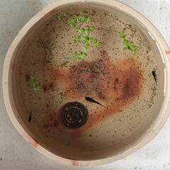 ⑧メダカ　オロチ　稚魚（1cm前後）20匹＋α（ご希望の方おまけ）の画像