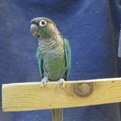 ウロコインコ ３才　ブルー　
