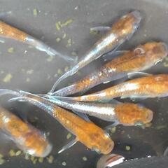 目高【メダカ】菊間メダカ様血統　鏡花菊 若魚4ペアの画像