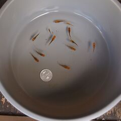 メダカ　五式タイプR　GOD　稚魚　10匹＋小さな子2匹の画像
