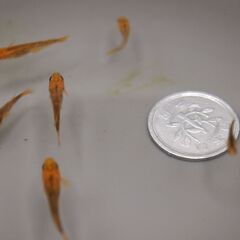 メダカ　五式タイプR　GOD　稚魚　10匹＋小さな子2匹の画像