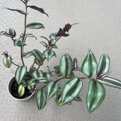 シマムラサキツユクサ縞村紫露草の画像